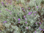 Gewone lavendel (Laagblijvend) - Lavandula angustifolia 'Dwarf Blue'