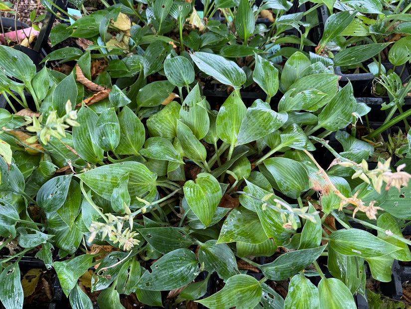 Hartlelie - Hosta tardiana 'Halcyon'