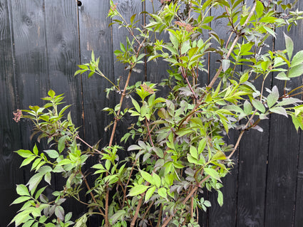 Zwarte vlier - Sambucus nigra 'Black Beauty'
