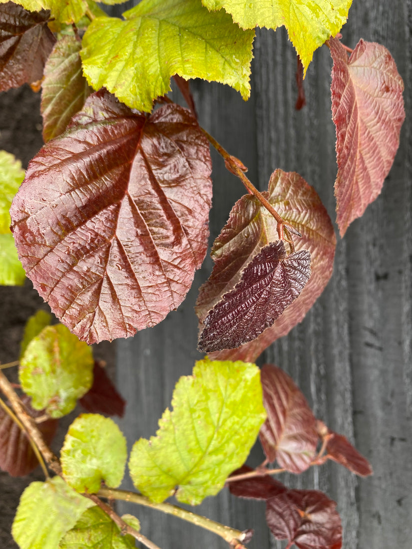 Hazelaar - Corylus avellana 'Rode Zellernoot'