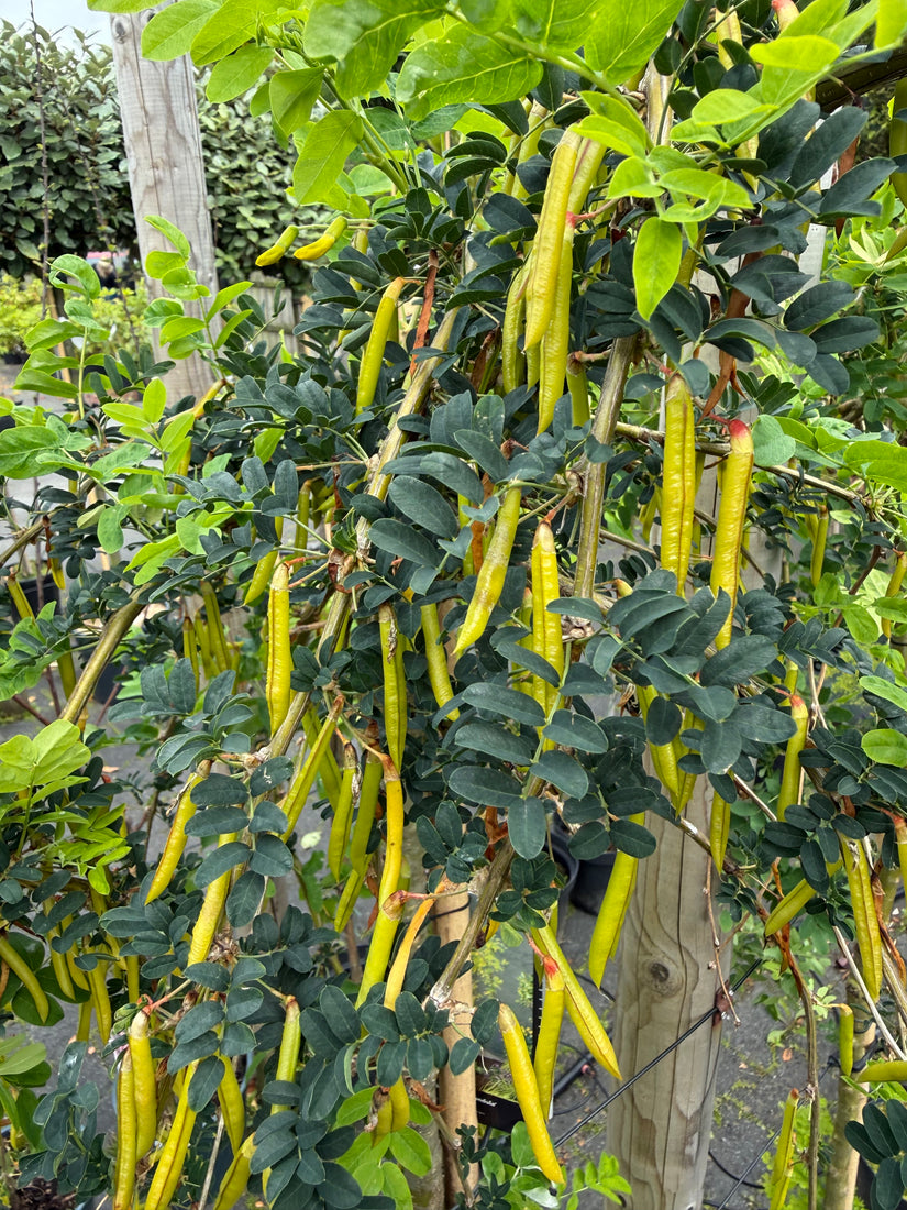 Erwtenstruik - Caragana arborescens