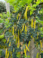 Erwtenstruik - Caragana arborescens