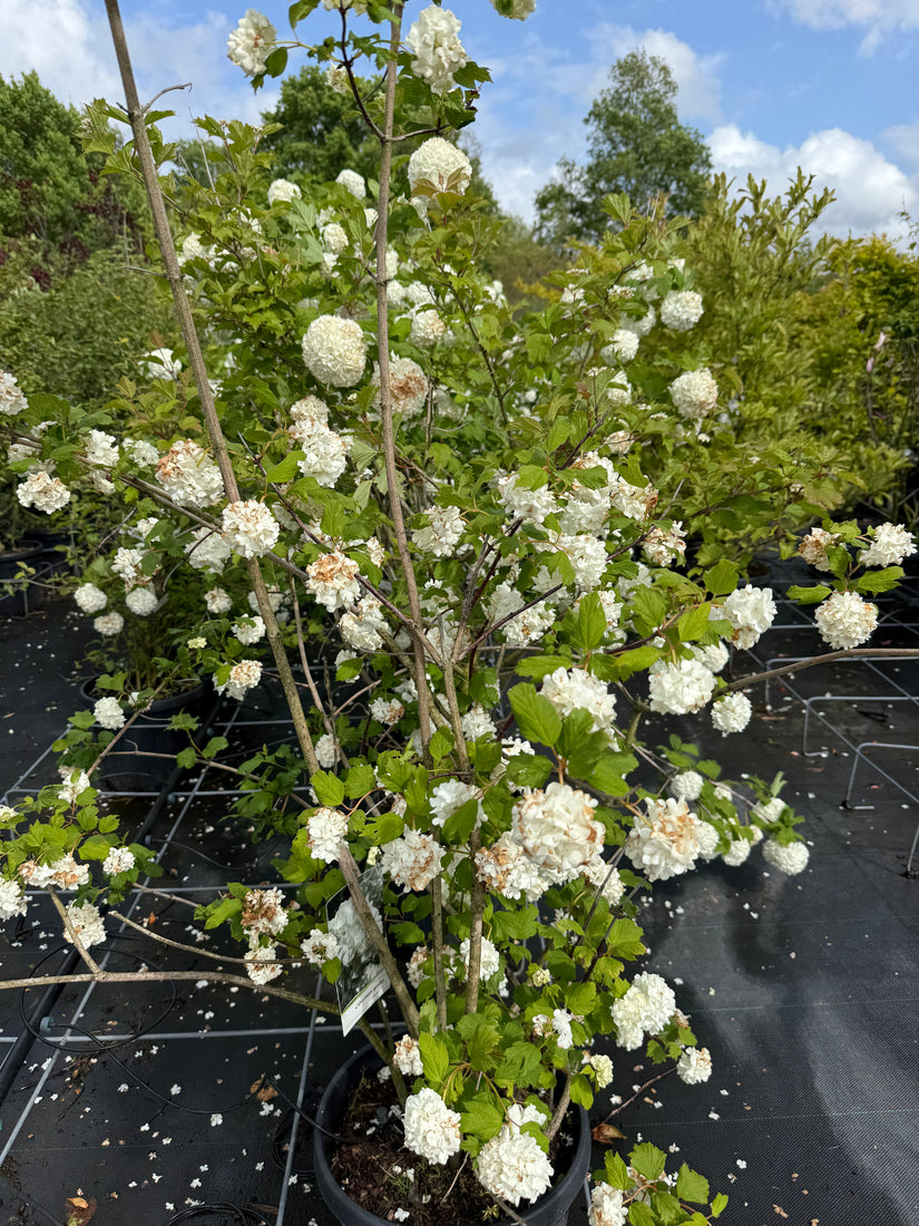 Gelderse Roos (zonder besjes) - Viburnum opulus 'Roseum'