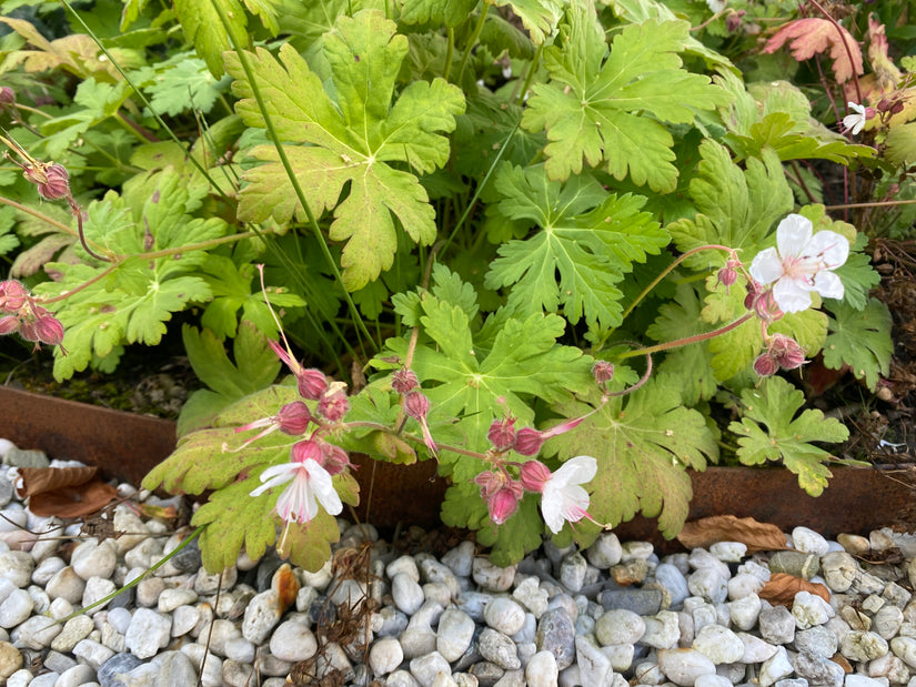 Ooievaarsbek - Geranium macrorrhizum 'Ingwersen's Variety'