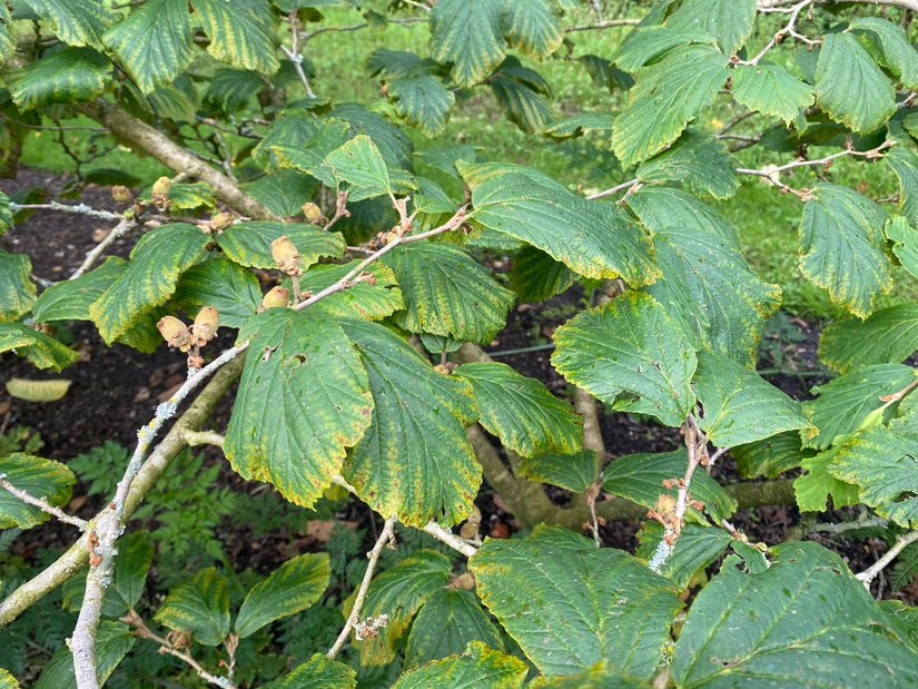 Toverhazelaar - Hamamelis intermedia 'aphrodite'