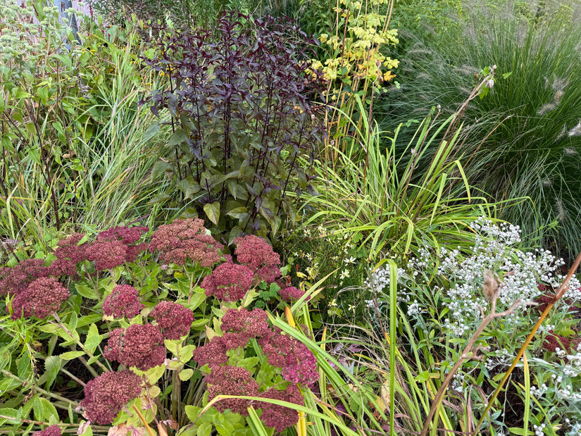 Koninginnekruid - Eupatorium rugosum 'Chocolate'