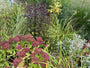 Koninginnekruid - Eupatorium rugosum 'Chocolate'