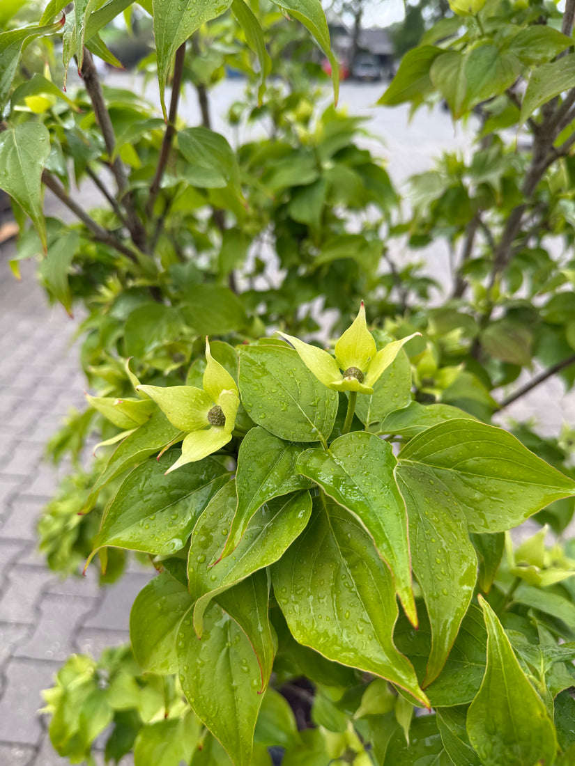 Japanse grootbloemige kornoelje - Cornus kousa 'Schmetterling'