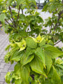 Japanse grootbloemige kornoelje - Cornus kousa 'Schmetterling'