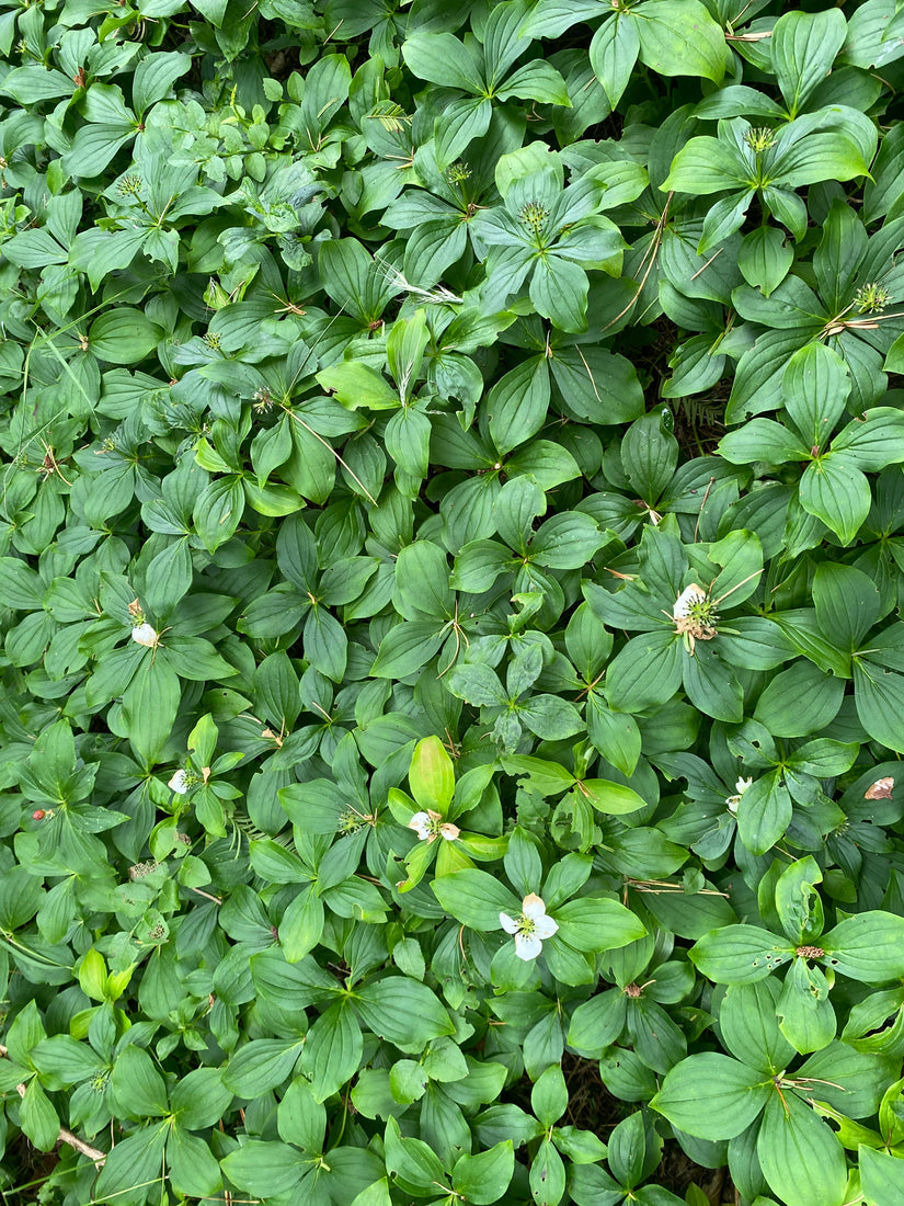 Kruipende Canadese Kornoelje - Cornus canadensis Bodembedekker (ook per/m2)