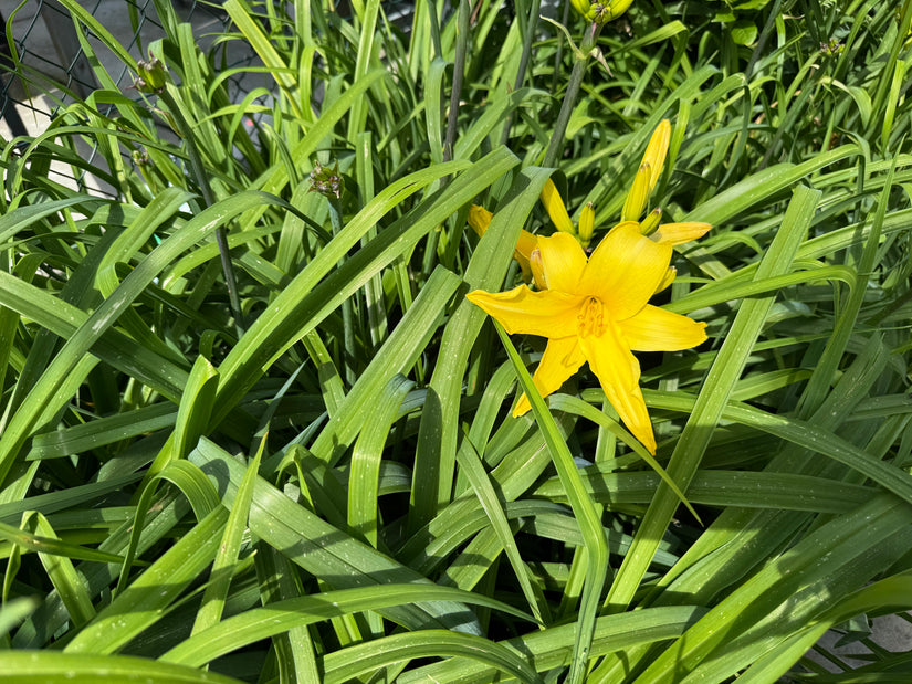 Biologisch Daglelie - Hemerocallis 'Stella de Oro'