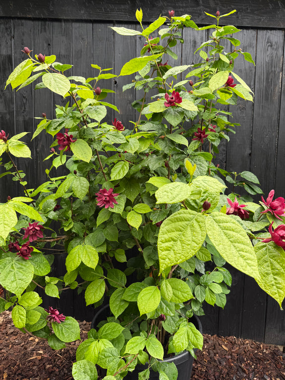 Hartige wijnstruik / Specerijstruik - Calycanthus 'Hartlage Wine'