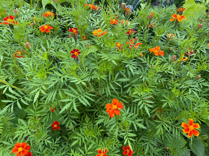 Klein afrikaantje - Tagetes patula 'Sunshine Orange'