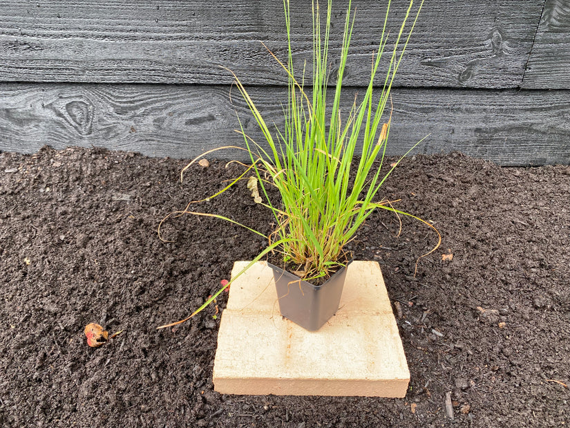 Pijpestrootje - Molinia caerulea 'Heidebraut' TIP