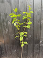 Wilde Lijsterbes - Sorbus aucuparia (Gewone Lijsterbes)