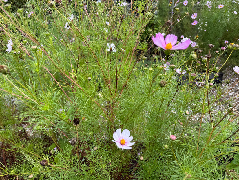 Cosmea - Cosmos bipinnatus