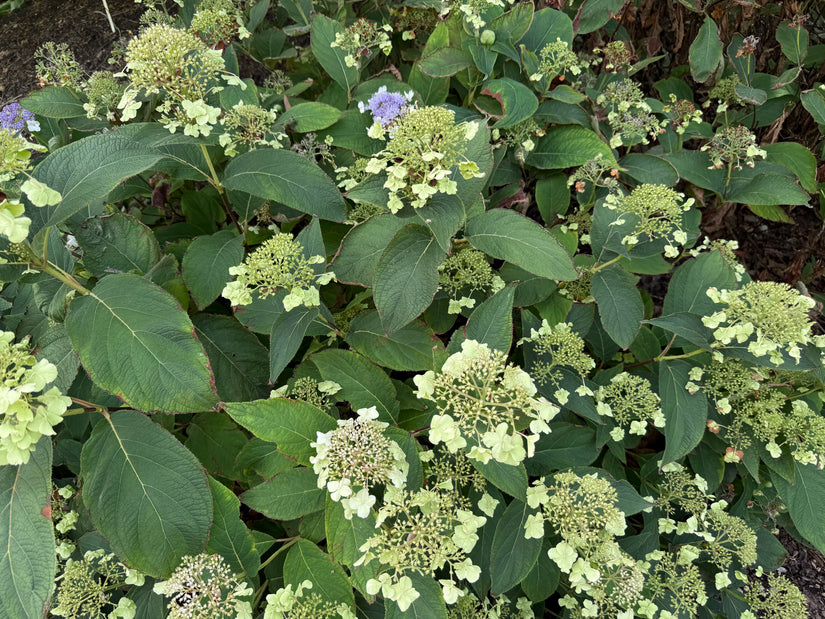 Hortensia - Hydrangea involucrata
