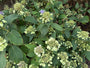 Hortensia - Hydrangea involucrata