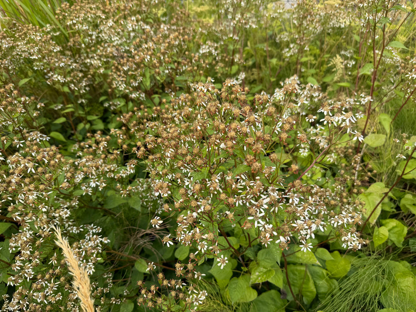 Sneeuwster aster (Hoogte 60 cm) - Aster Divaricatus