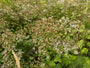 Sneeuwster aster (Hoogte 60 cm) - Aster Divaricatus