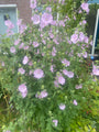 Malva alcea 'Fastigiata'