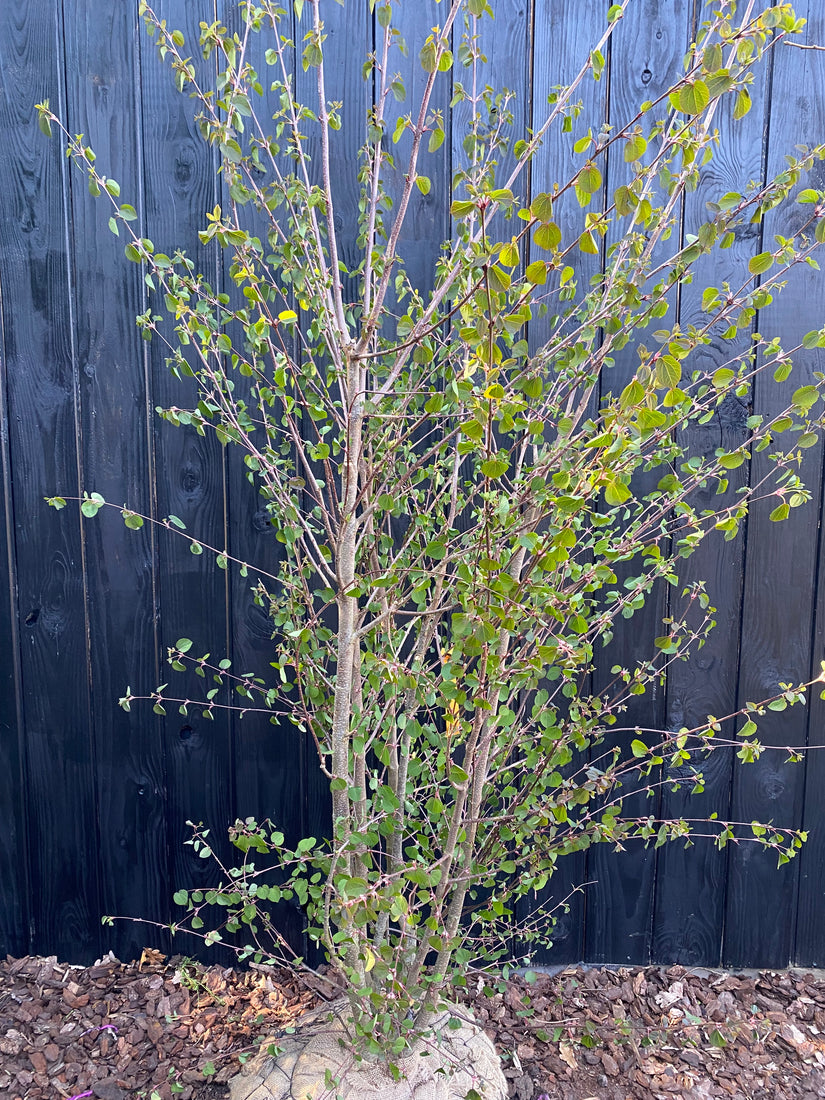 Meerstammige Katsoera - Cercidiphyllum Japonicum (Katsura)
