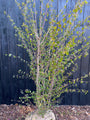 Meerstammige Katsoera - Cercidiphyllum Japonicum (Katsura)