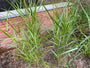 Vingergras - Panicum virgatum