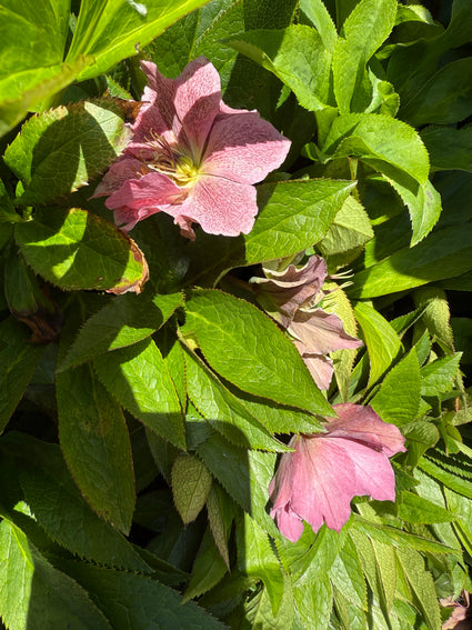 Nieskruid - Helleborus orientalis 'Double Ellen White'