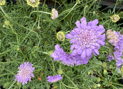 Duifkruid - Scabiosa columbaria 'Pink Mist'