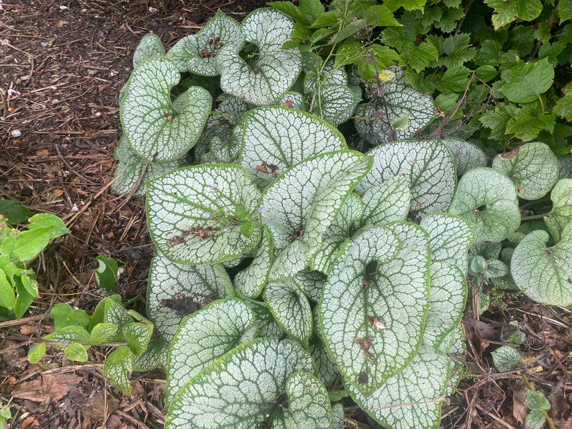 Kaukasische vergeet mij niet - Brunnera macrophylla 'Sea Heart'