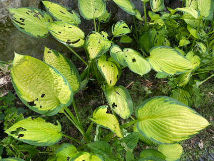 Hartlelie - Hosta 'Gold Standard'