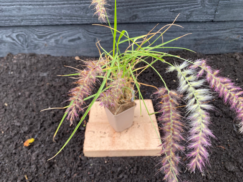 Lampenpoetsergras - Pennisetum orientale 'Karley Rose'