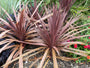 Rode koolpalm - Cordyline australis 'Red Star'