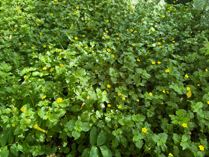 Boswederik - Lysimachia nemorum