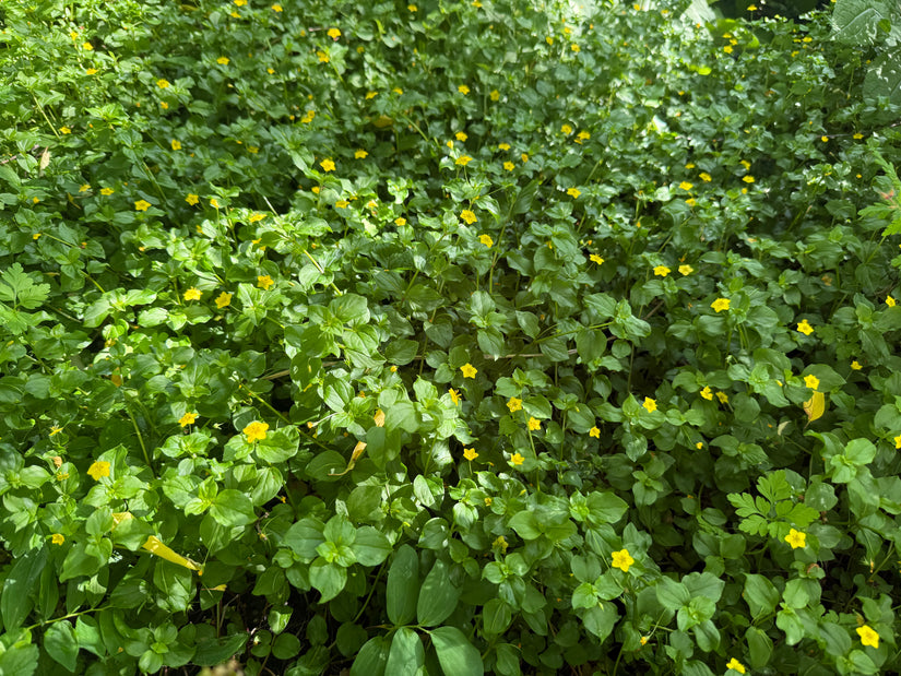 Boswederik - Lysimachia nemorum