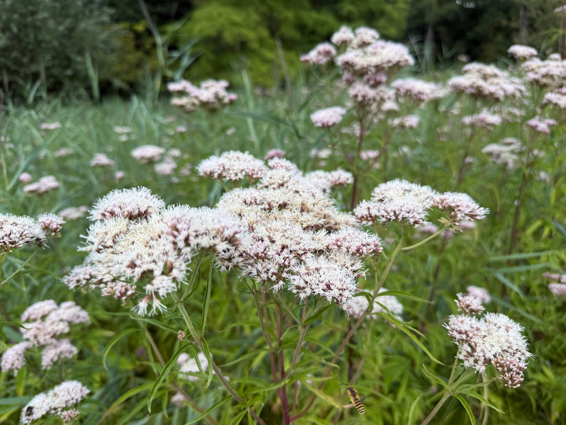Leverkruid / Koninginnenkruid (Groeihoogte 125 cm) - Eupatorium cannabinum