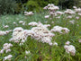 Leverkruid / Koninginnenkruid (Groeihoogte 125 cm) - Eupatorium cannabinum