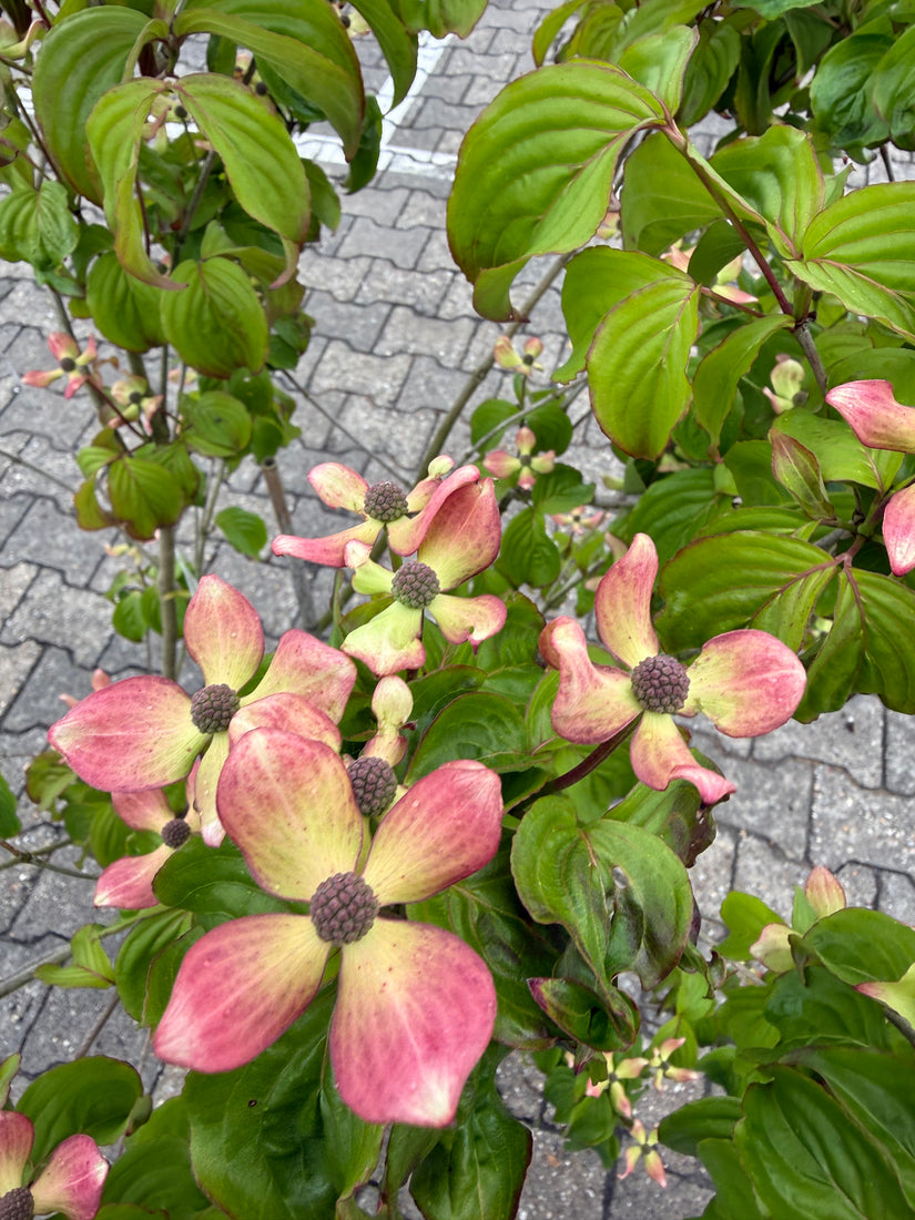 Japanse grootbloemige kornoelje 'Roze' - Cornus kousa 'Satomi'