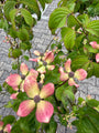 Japanse grootbloemige kornoelje 'Roze' - Cornus kousa 'Satomi'