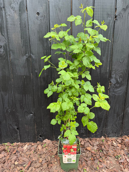 Biologisch Framboos - Rubus idaeus 'Twotimer Sugana Red'®'