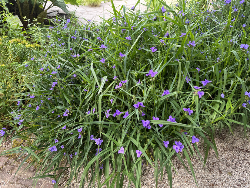 Eendagsbloem - Tradescantia 'Zwanenburg Blue'