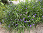 Eendagsbloem - Tradescantia 'Zwanenburg Blue'