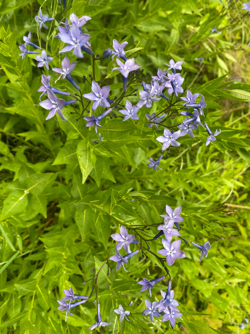 Blauwe ster - Amsonia tabernaemontana