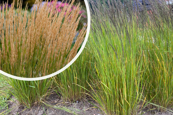 Struisriet - Calamagrostis x acutiflora 'Karl Foerster'