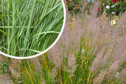 Diamantgras - Calamagrostis brachytricha