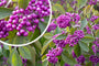 Schoonvrucht - Callicarpa bodinieri 'Profusion Dwarf'