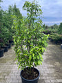Meloenboompje - Chimonanthus praecox (Winterzoet)
