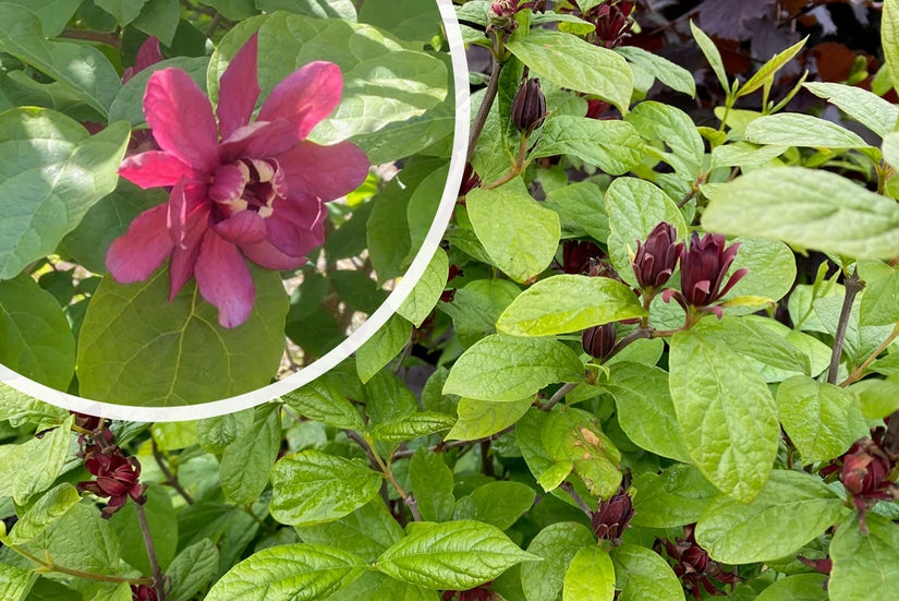 Specerijstruik - Calycanthus floridus