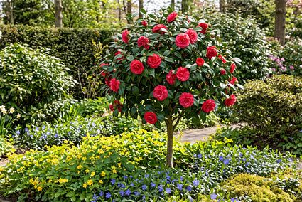 Camellia op stam - Camellia japonica 'Dr King' Halfstam